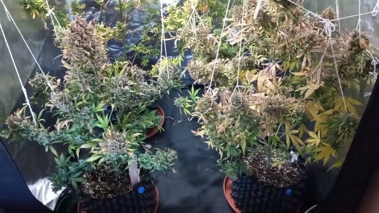 Dutch Passion Auto x Critical orange punch x Ultimate Autoseguimiento... 13&deg; Semana floraci&oacute;n  🌱