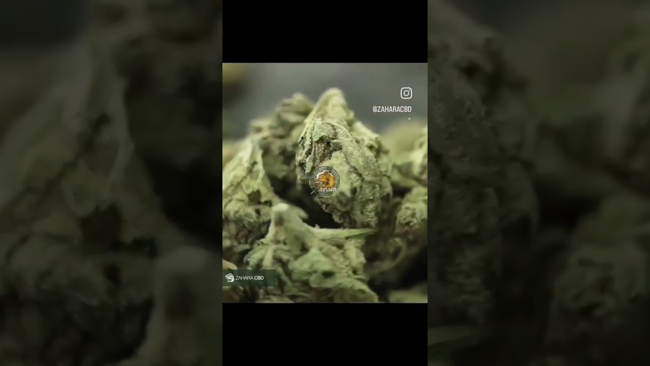 &iquest;D&oacute;nde comprar #CBD #online? | CBD en #CADIZ | Zahara CBD #2024 #amazing #espa&ntilde;a #andalucia #viral