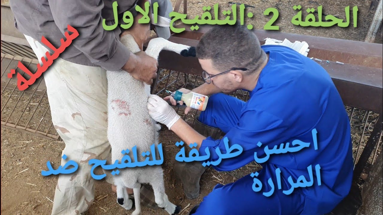 الحلقة 2 : تربية الاغنام التلقيح ضد المرارة احسن منتوج يستعمل للوقاية من الموت المفاجئ عند الاغنام