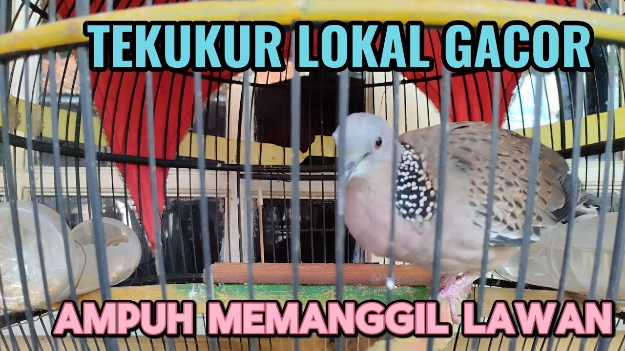 MANGGUNG TERUS NONSTOP 25 MENIT, SUARA BURUNG TEKUKUR LOKAL GACOR COCOK UNTUK MIKAT DAN TERAPI