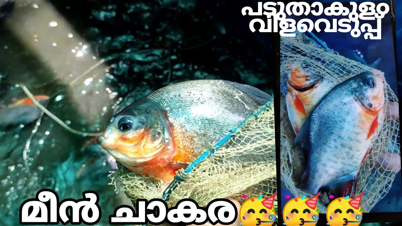 പടുതാകുള൦ വിളവെടുപ്പിൽ🥳🥳🥳/ 7 മാസത്തിൽ എത്തിയ മീൻ വളർച്ച/ low cost fish farming 🥰