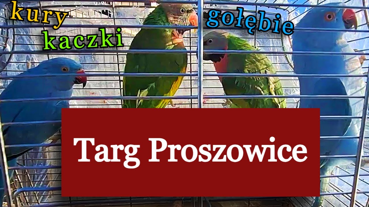 Egzotyczne Proszowice giełda zwierząt ceny 