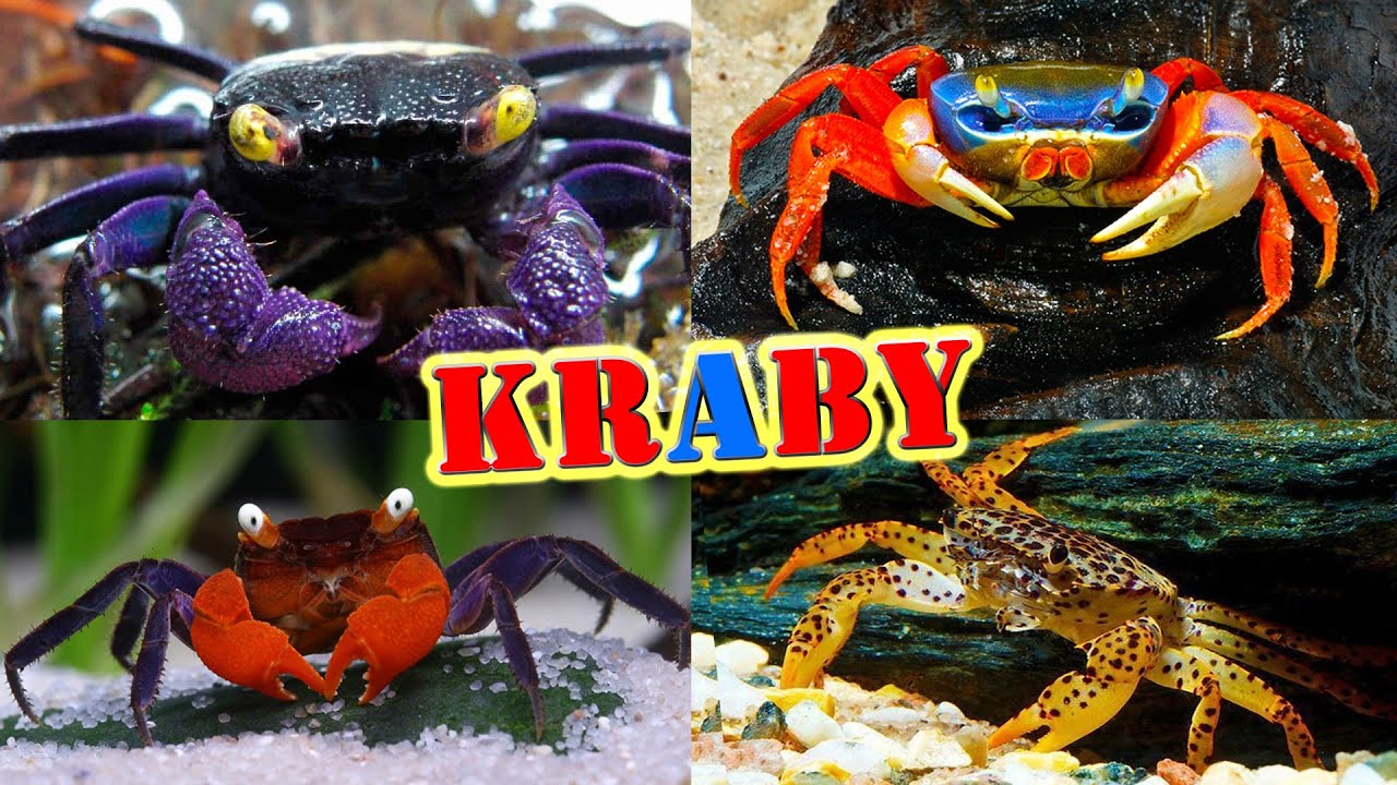 KRABY słodkowodne w AKWARIUM 🦀 przegląd gatunków