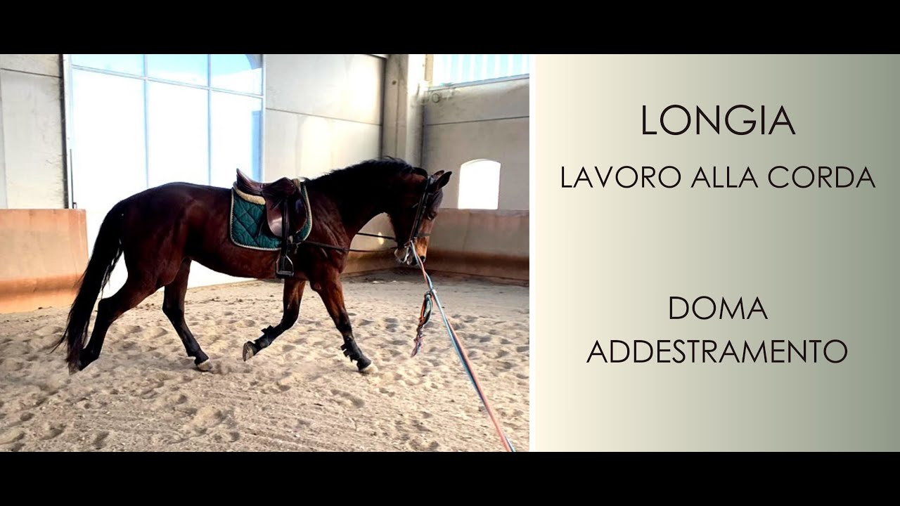 ♘ Cavalli || Lavoro alla Corda - Longia || Addestramento