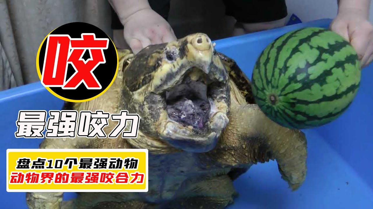 盤點動物界咬合力前10名！獅子和老虎PK，誰才能擠進前8名？