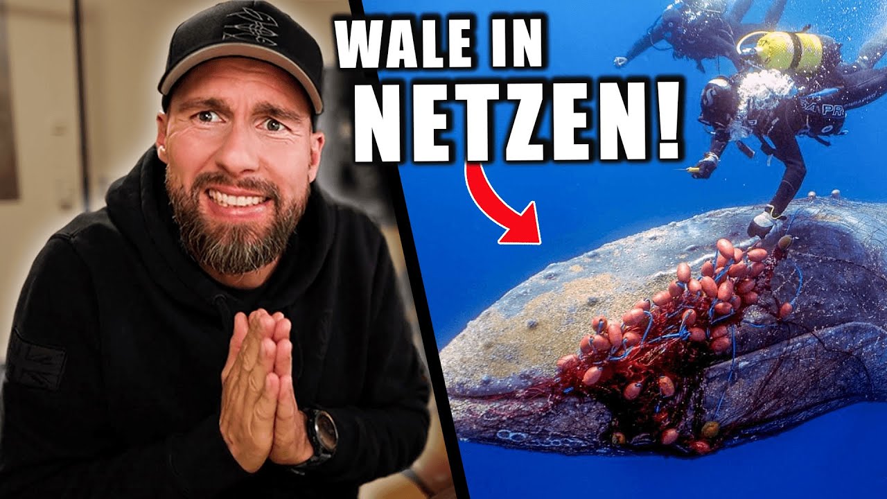 GEFILMT: Forscher befreien WAL von NETZ! - TAUSENDE Wale sind bedroht... | Robert Marc Lehmann