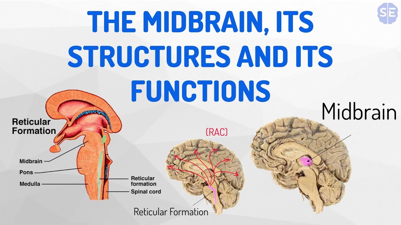 [Psychology] The Nervous System #05: The Midbrain, Its Structures And Its Functions