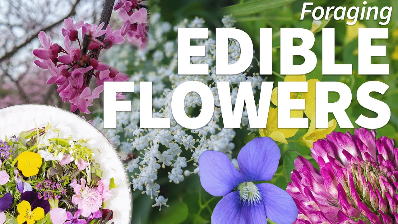 Foraging Edible Flowers 🌸