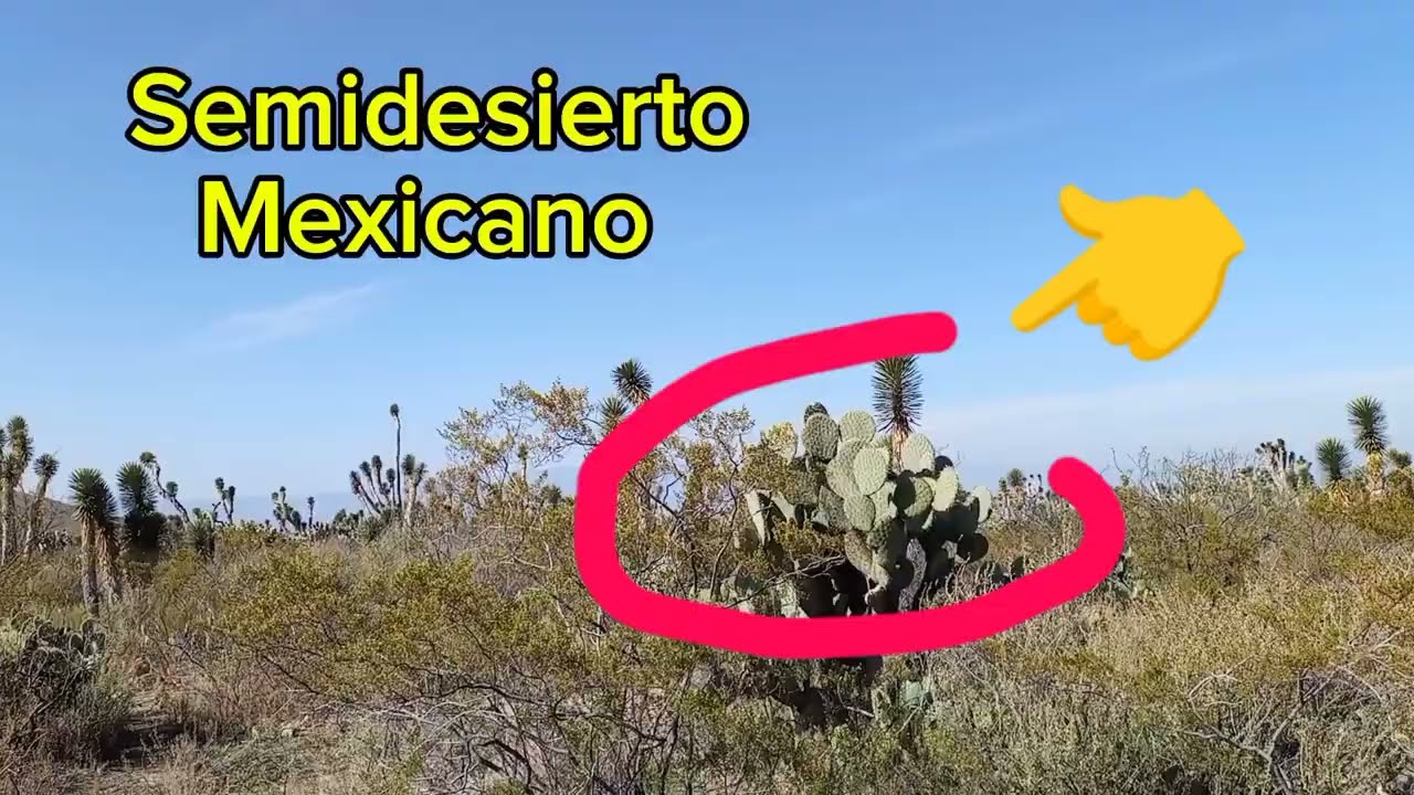 Zacatecas y Coahuila Recorriendo el semidesierto Mexicano #zacatecas #cactus #suculentas #plantas