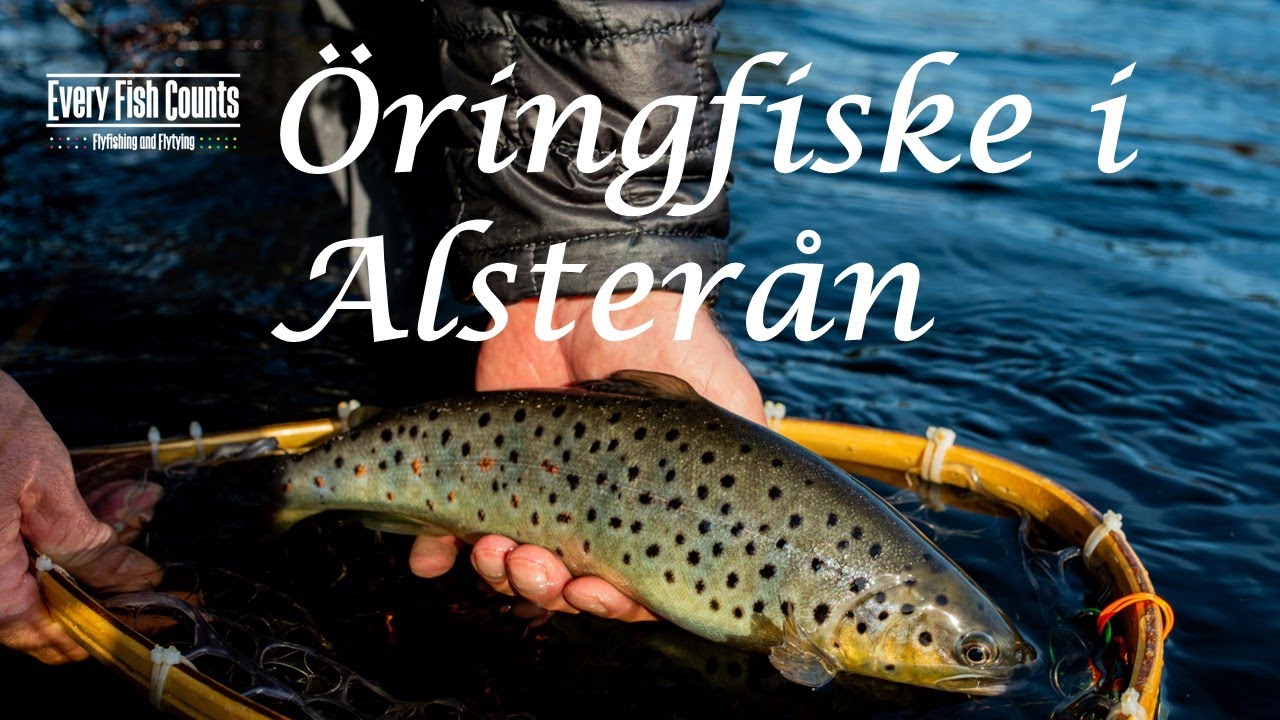 Öringfiske i Alsterån - Trout Fishing in River Alsterån