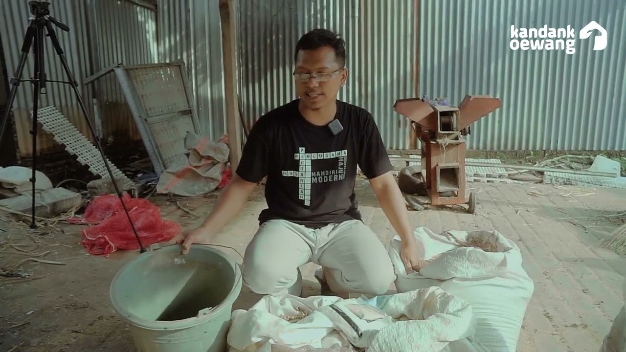 Cara membuat konstentrat untuk breeding kambing domba