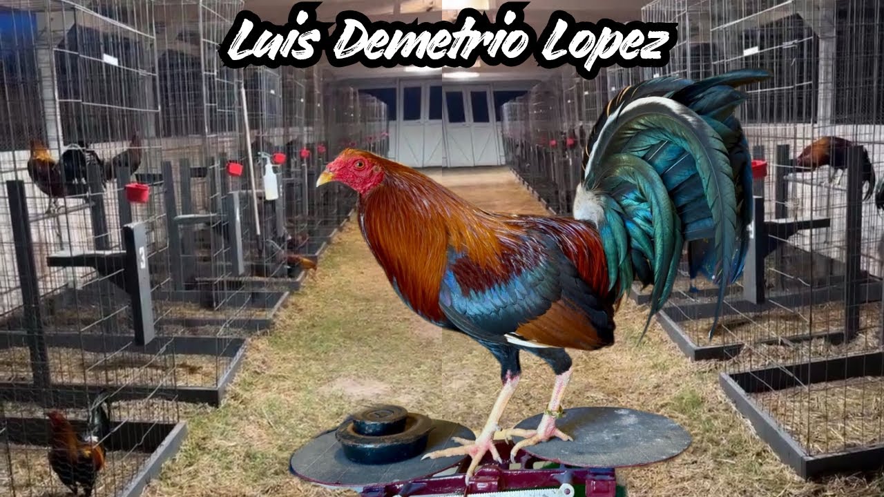 Indoor Breeding Pens Feeding Time Shape Chicken Coop Indoor LDL FARM