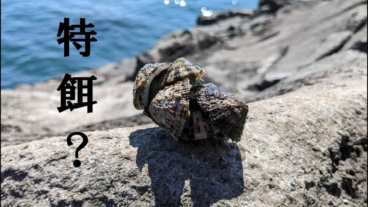 【石鯛釣り/ShortDiary】足元に付いてたジンガサ(マツバガイ)を餌にしてみたら…（72）