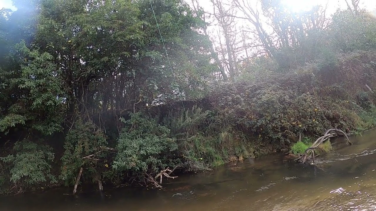 fly fishing ngongotaha stream Rotorua New Zealand