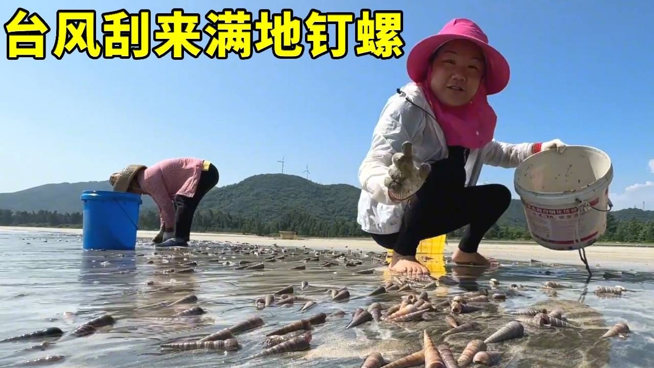 十二級颱風刮來滿沙灘釘螺，小漁和阿姨趕緊跑去挖釘螺，幾人合夥撿了上百斤【漁小仙】