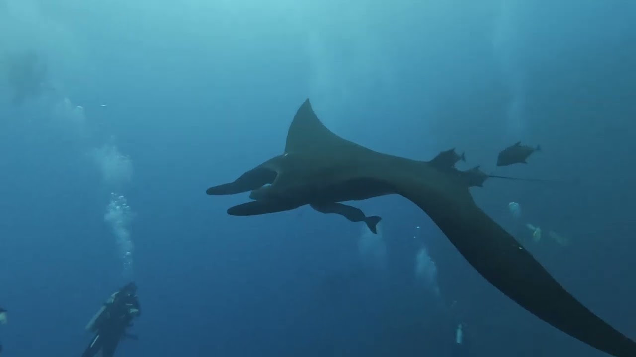 socorro 2025 - long version
