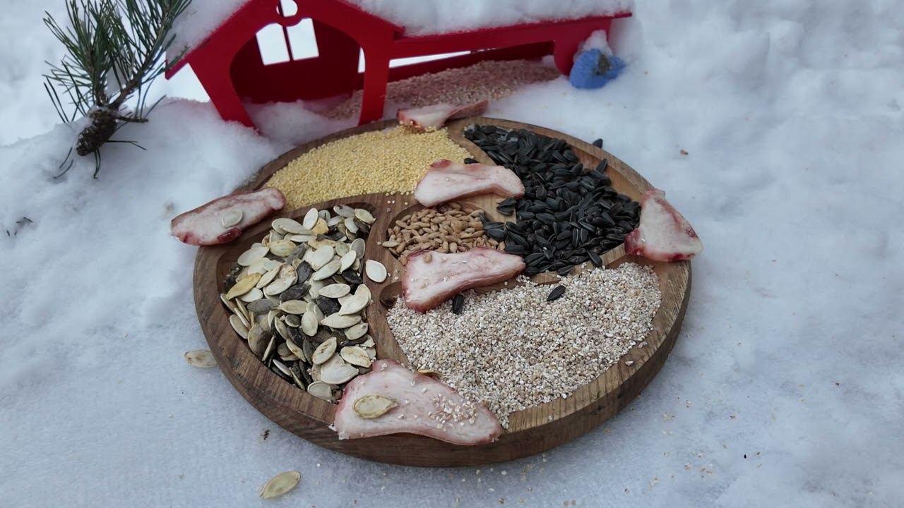 Winter Bird Feeder Platter ❄️ Great Tit Up Close Real Nature Sounds Cat TV