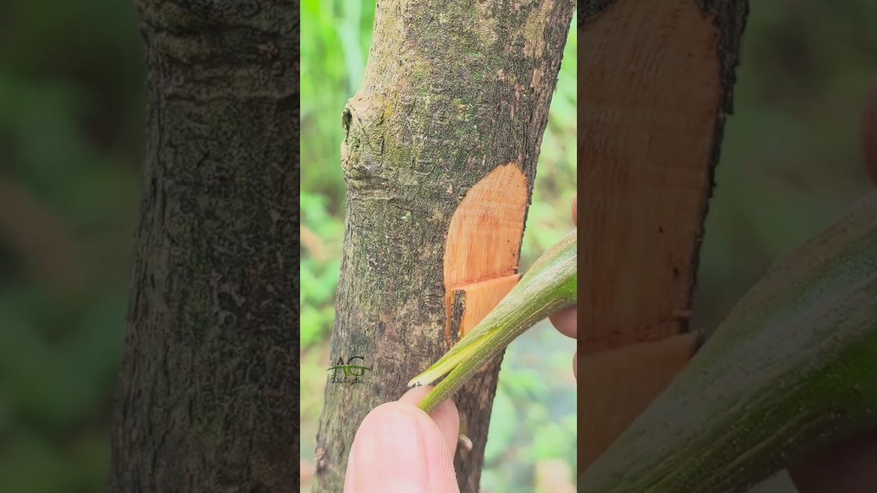 side grafting technique for fruit plant #satisfying #shorts #graftingtechniques #gardening