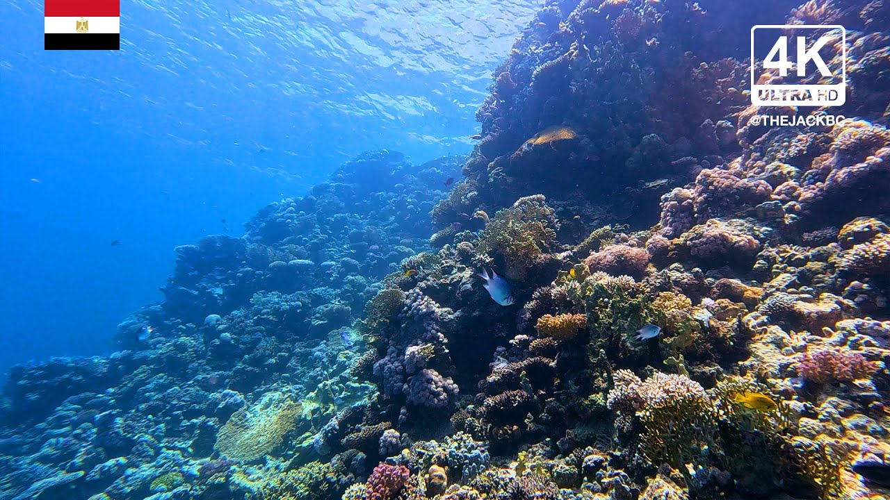 4K Red Sea Coral Reef Underwater Background | Hamda | Relaxing Ambient Wallpaper | 253