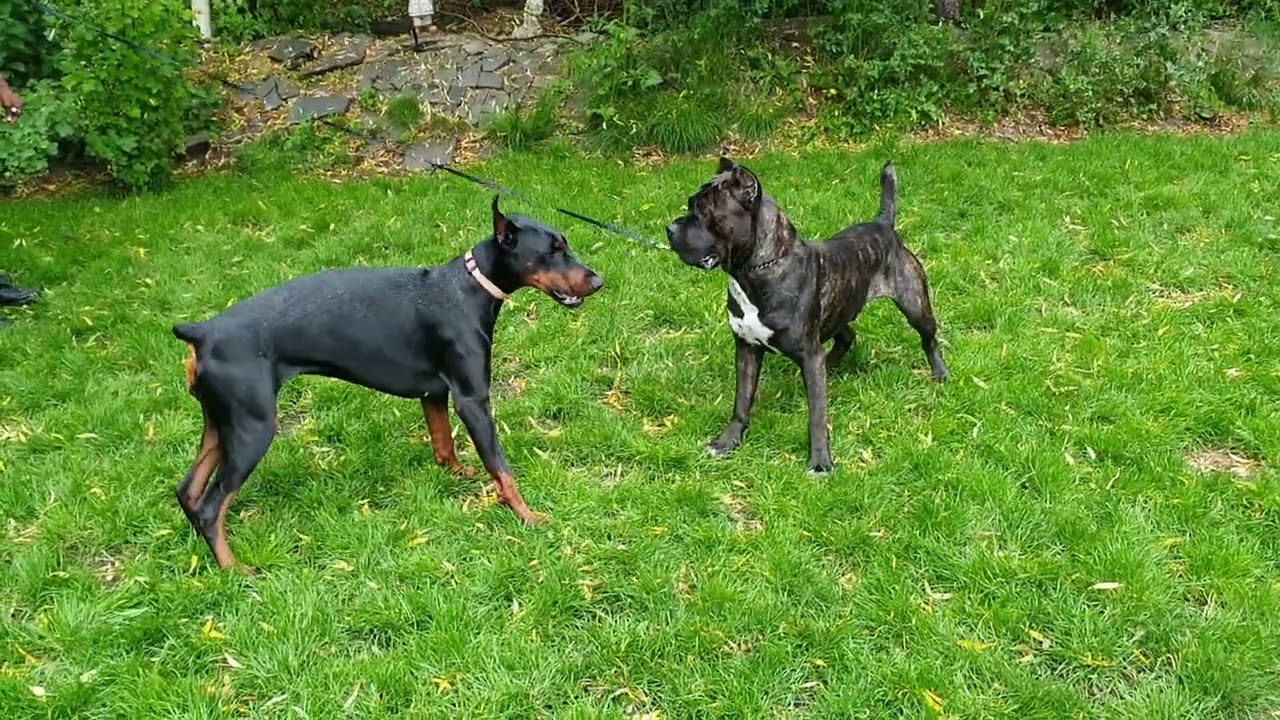 Dobermann x Cane Corso cross breeding