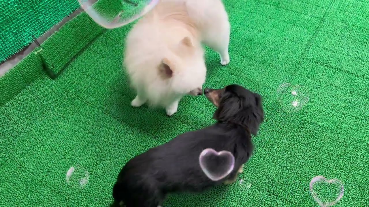 20260318　ダックペットサービス　ふれあいタイム