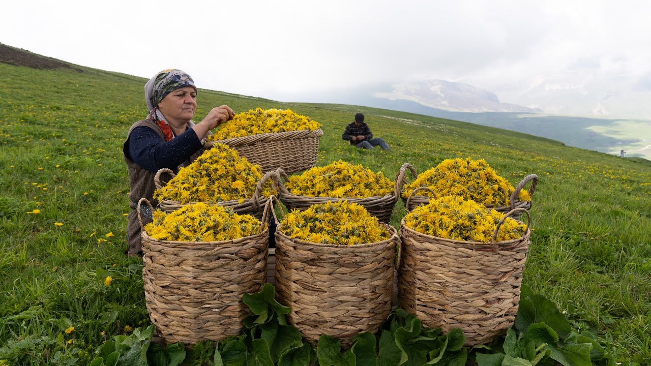 🌼🏔️ Preparing Dandelion Syrup in the Mountains 🏔️🌼