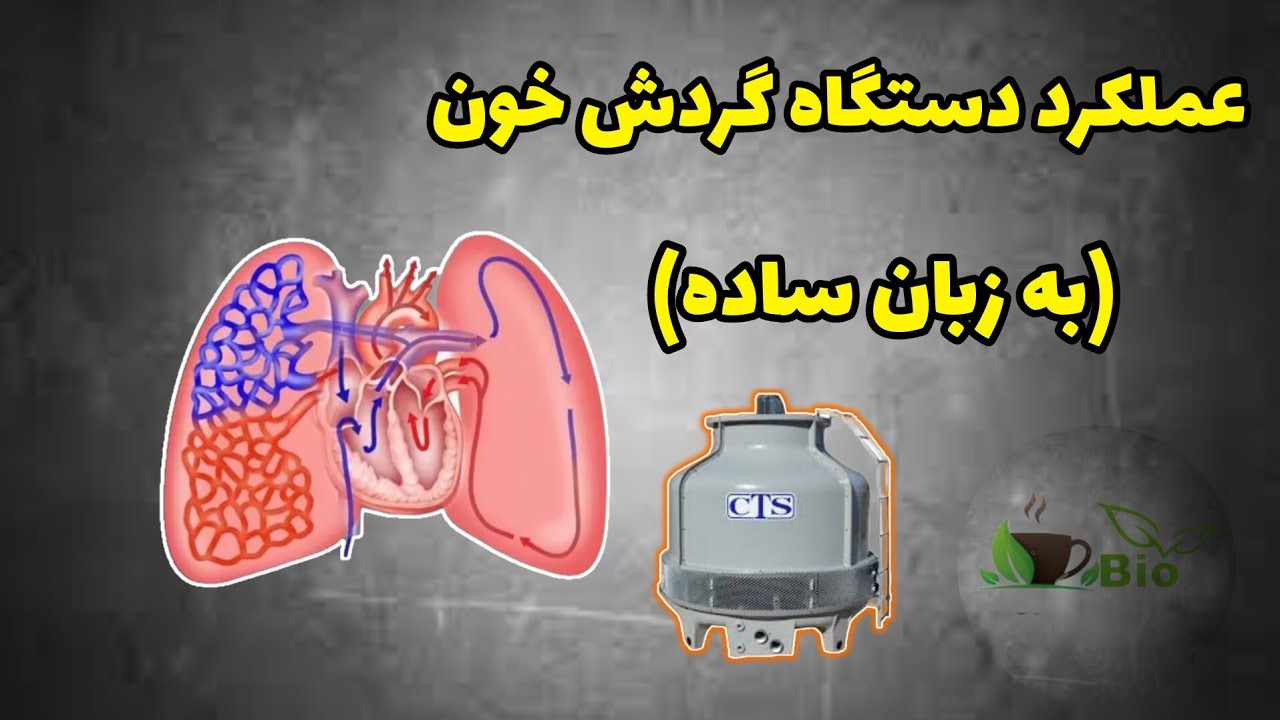 عملکرد دستگاه گردش خون (قلب، رگ ها، خون)  به زبان ساده