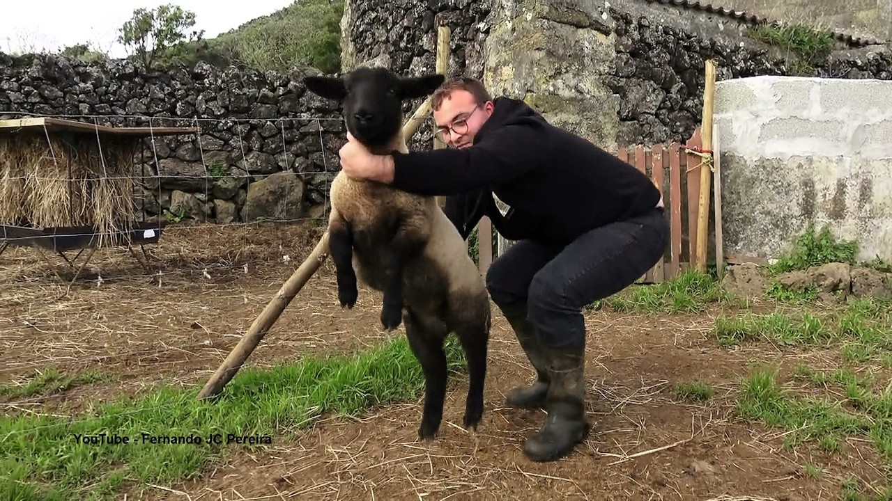 Suffolk Breed - André Lourenço - Criador Da Raça Suffolk - Ilha Terceira - Açores - Portugal