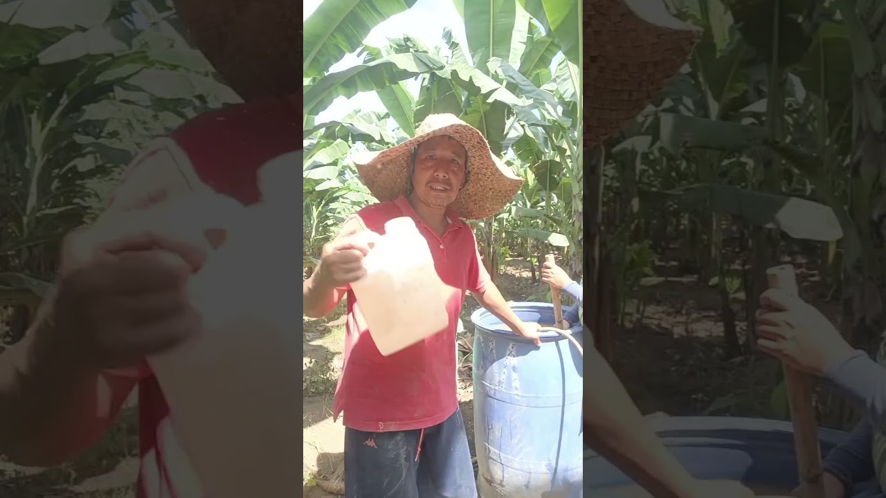 How to apply fertilizer in summer season. #fertilizer Application 