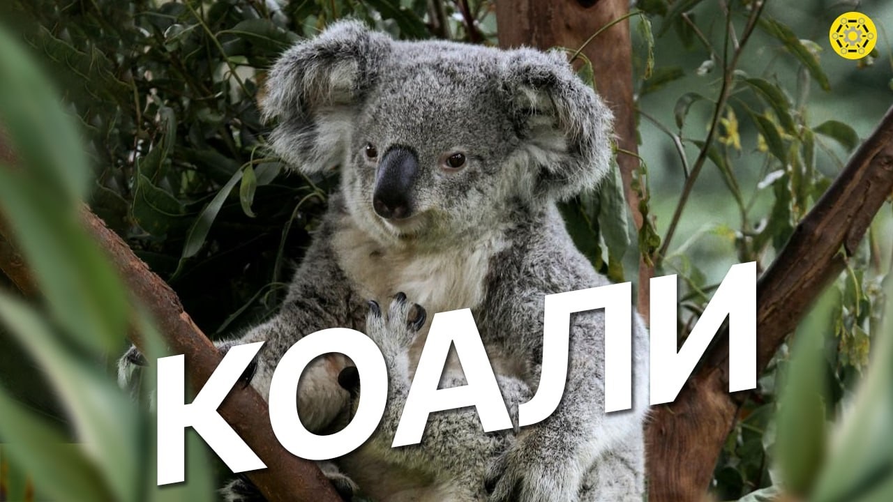 КОАЛИ: МАЙСТРИ повільного ЖИТТЯ | Те, що ви не знали про коал | Цікаві ФАКТИ