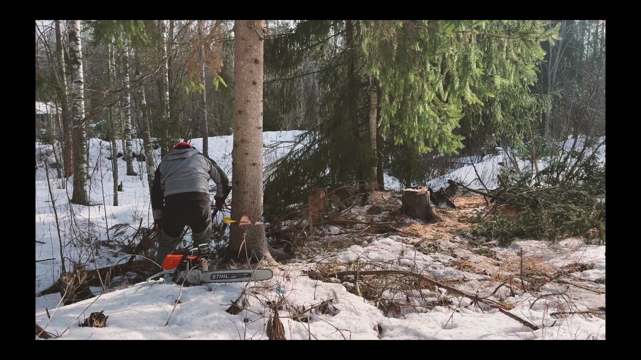 Spruce felling for firewood with Stihl ms 462