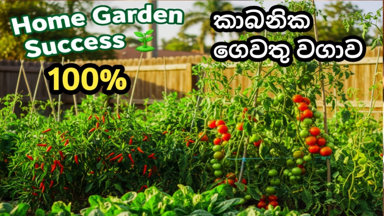🌱 ගෙවතු වගාවෙන් සාර්ථක ජීවිතයක් | ගෙදර ඉඩමෙන් හොඳ අස්වැන්නක් 🌿🔴 කාබනික ගෙවතු වගාව සාර්ථකව කරමු