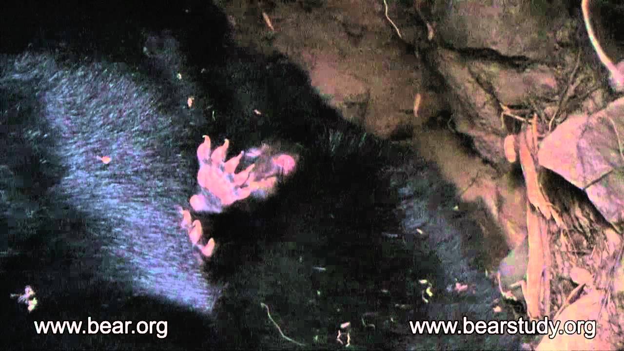 ARCHIVES - February 21, 2007 - June the Black Bear - Newborn Cubs