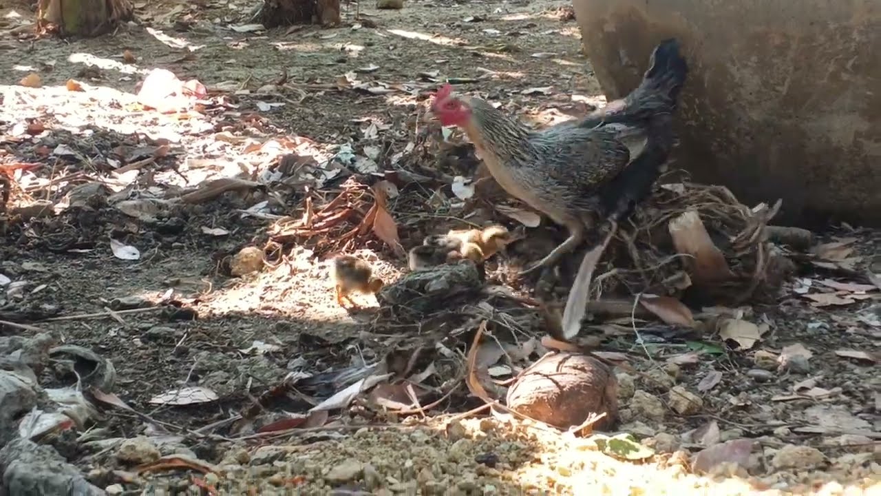 This hen is very good at feeding her chicks.