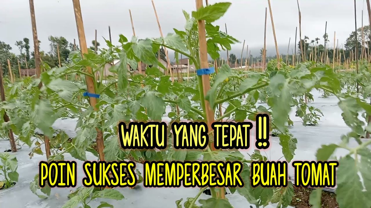 Cara perempelan tunas air tanaman tomat agar berbuah besar .