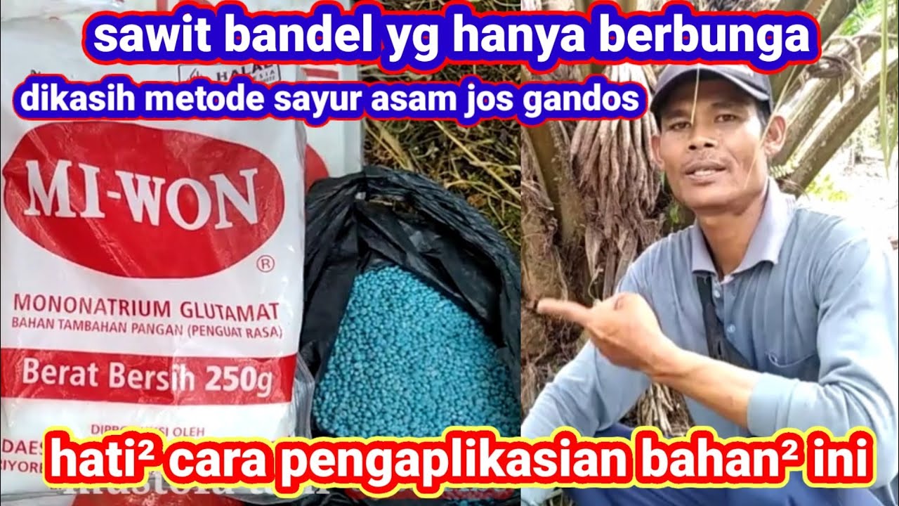sawit bandel | gunakan metode pemupukan seperti ini | hasil nya jos gandos