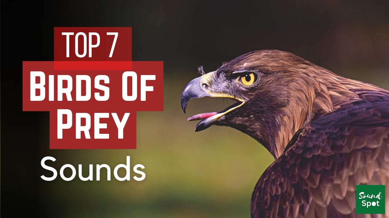 OWL Noises and other Birds of Prey Sounds | Top 7 most popular Birds of Prey sounds