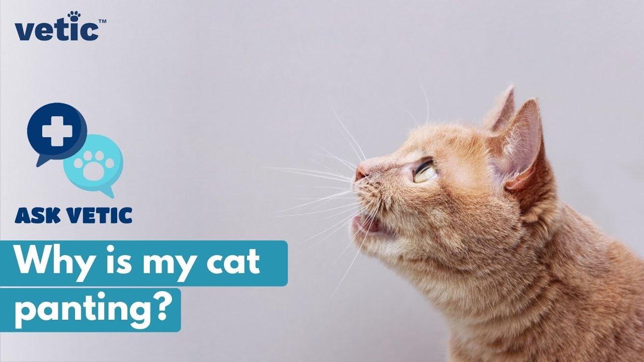 Cat Panting & Breathing Fast? Expert Veterinarian explains Why! | Ask Vetic