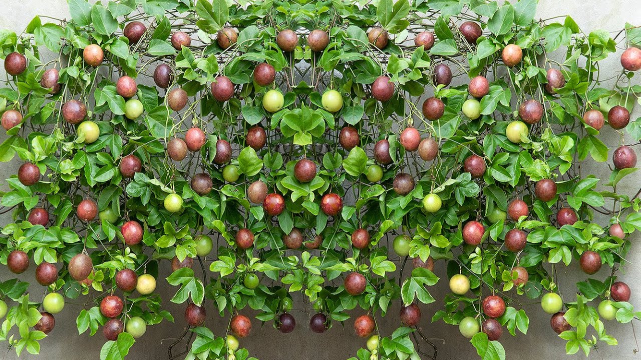 Great tip for growing passion fruit, just use fish, high yield and big fruit