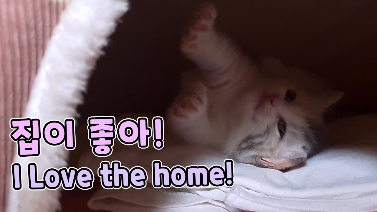 My Kitten is like a Human! She's Lying on the Home! // 집에서 사람처럼 누워있는 고양이가 있다!?