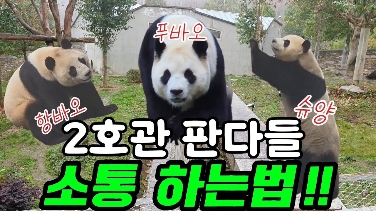 26.3.7 오전2 푸바오실시간 2호관 아이들 양울음소리 교감~계속 돌고 구르고 소리내고 무한반복🫥 #푸바오 #푸바오실시간 #푸바오근황
