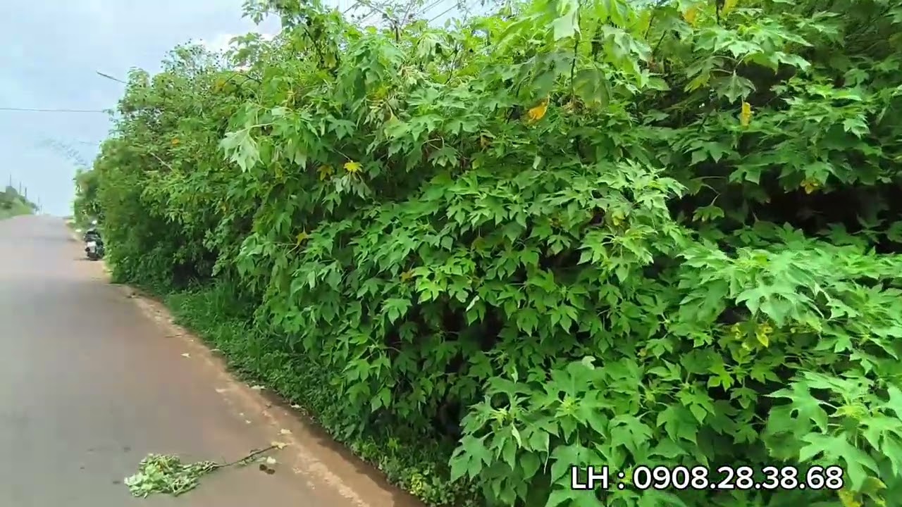 BÁN GẤP LÔ ĐẤT 2836M² NGAY MẶT TIỀN ĐƯỜNG PHÙNG HƯNG, GIÁ : 11 TỶ