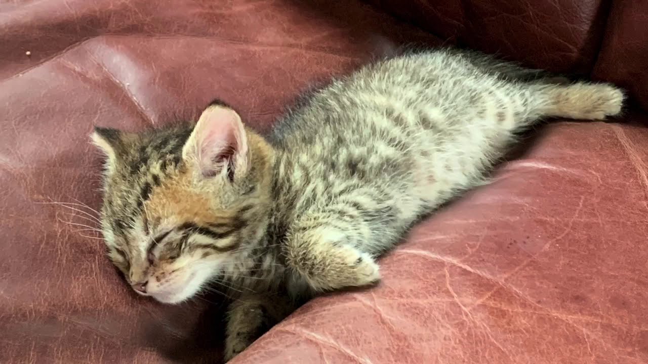 Ollie&rsquo;s Journey!