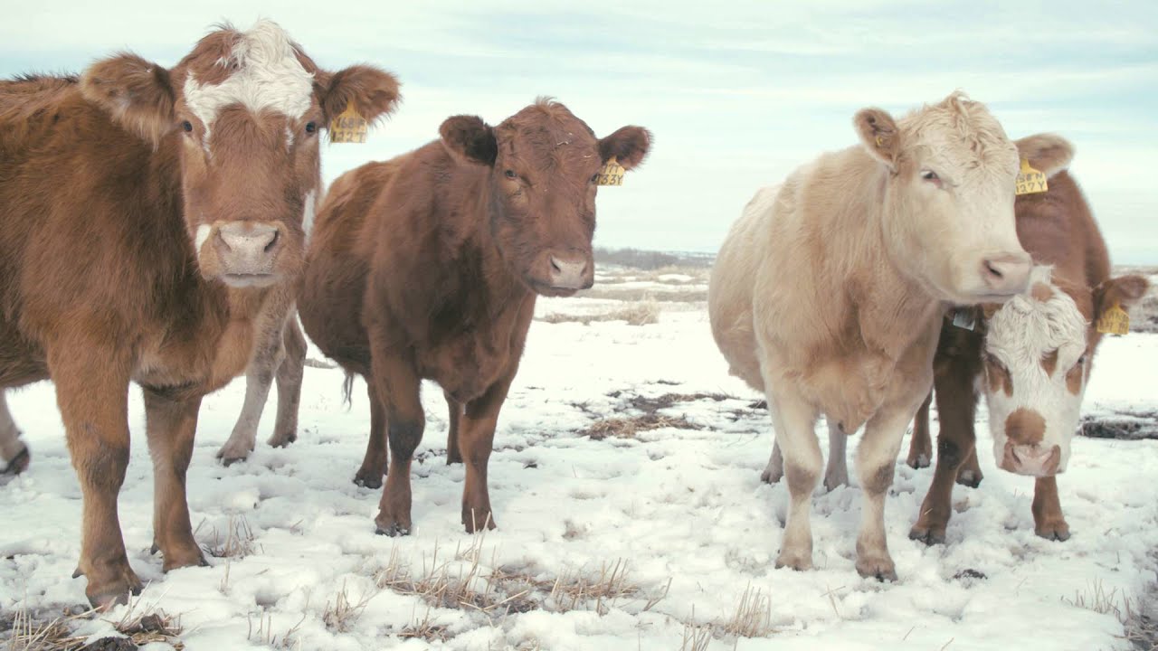 Winter Grazing Systems: Managing Costs