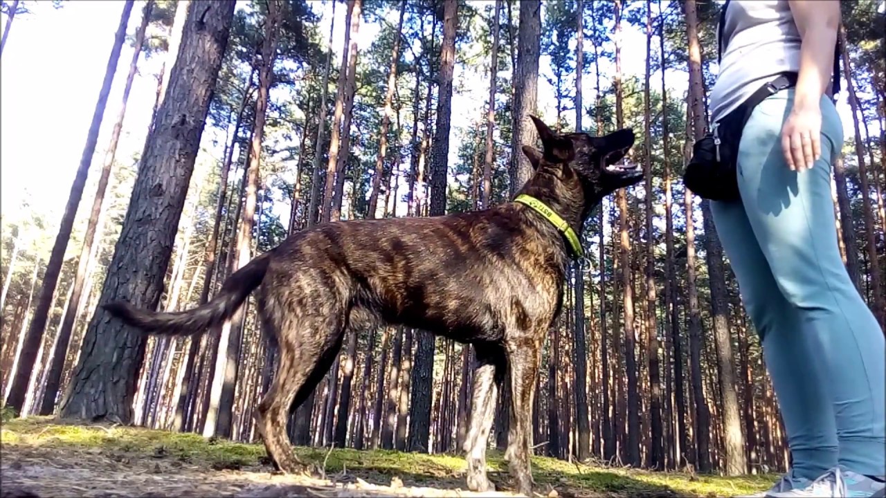 AVIS - Dutch Shepherd random trainings