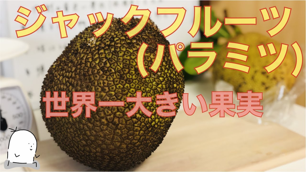 【世界一大きなフルーツ】ジャックフルーツ（パラミツ）の食レポ・解説！切り方や食べ方なども！【#ハッピーモア市場】Jackfruit food repo. how to eat.