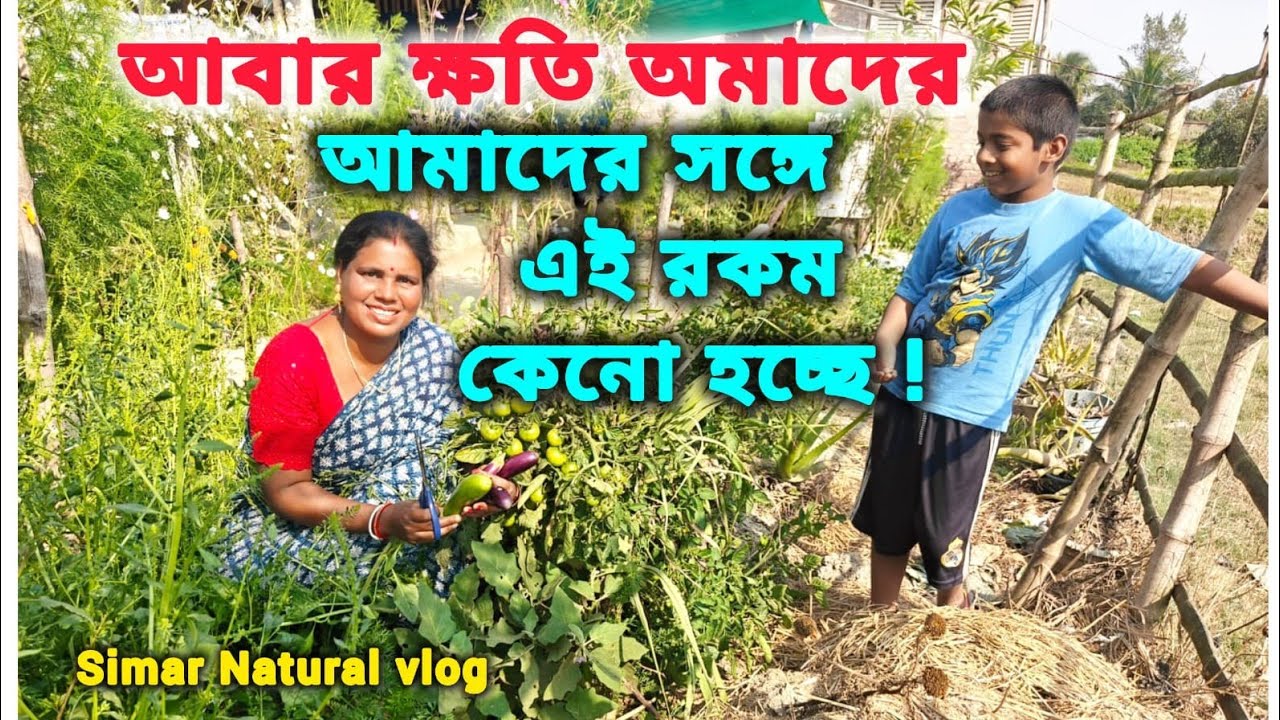 #কেনো আমাদের সাথে এই রকম হচ্ছে - সীমা নিজের হাতে মাছ কিনে ফেলে দিতে হলো -কক মুরগির মাংস রান্না#food 