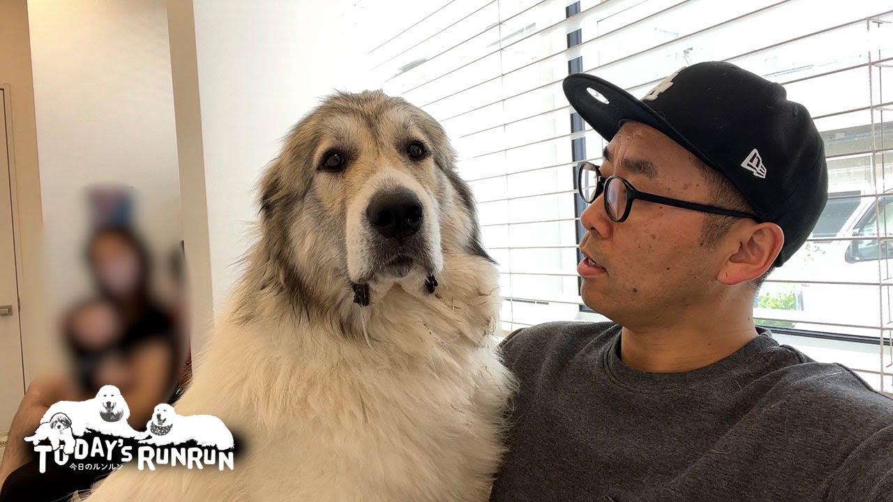 意気揚々と病院に来たけど待合で少し不安になってしまったベルです　Great Pyrenees　グレートピレニーズ