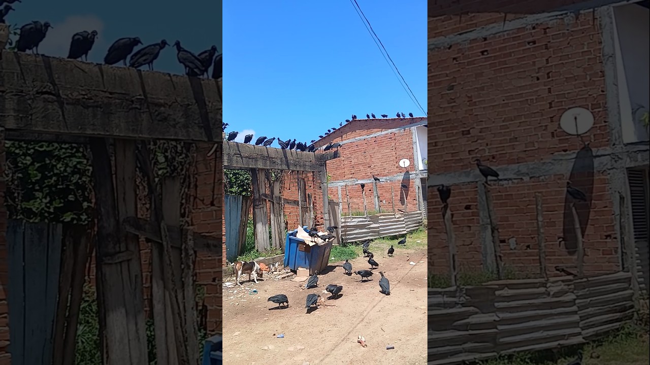 Que situa&ccedil;&atilde;o #vidaboa #musicadancante #musicaevida