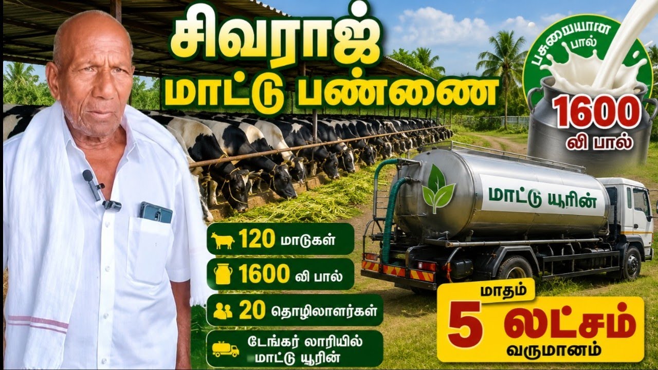 சிவராஜ் டெய்ரி ஃபார்ம் | 120 cows in Dairy farm at pannimadai